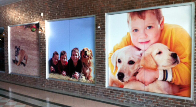 Child hugging two puppies in poster display